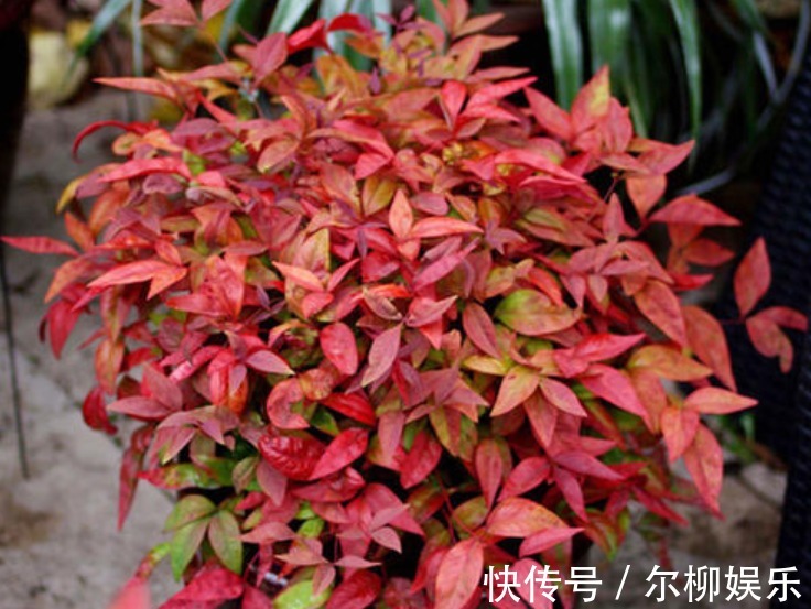 光合作用|7种花如果不生长,米醋每月浇一“壶”,恢复生长,叶子绿油油