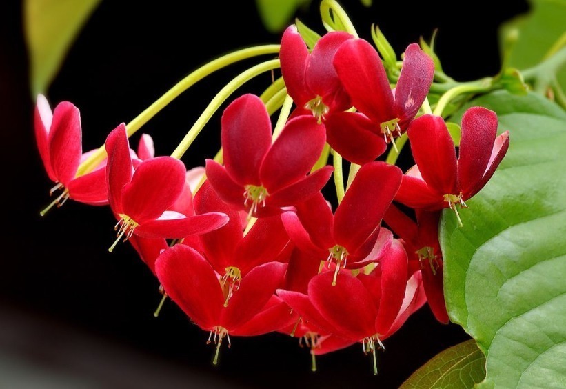 墙头几株“使君子”,垂头羞红惹人爱!花儿有红有粉,最是漂亮!