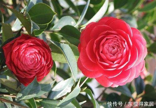  花卉|3种灌木花卉，冬天开花灿烂，养成大中型盆栽，大气有档次！