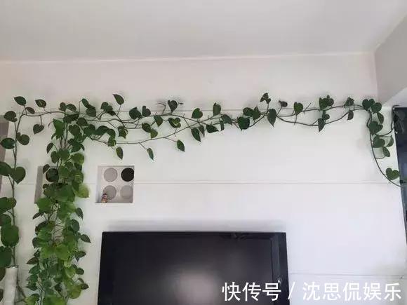 4种养花“神仙水”，夏天高温也能用，不烧苗，花儿长得旺！