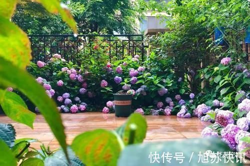 花期|“最累”的8种花,花开连续几个月,一次开花几百朵!