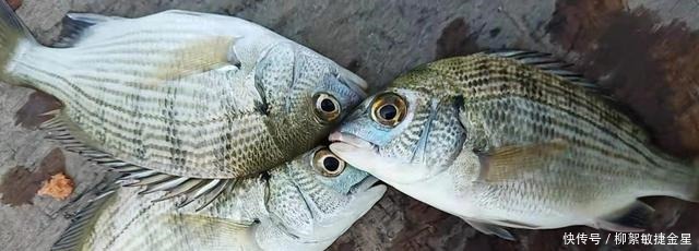 矶钓|有钱不买菜,钓具买得快,孤身钓一夜,平时不勤快,钓鱼跑得快!