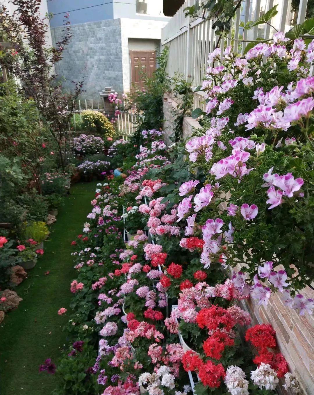 养花技巧:大冬天,她家的小院开满200盆花,全家人过年围着看!