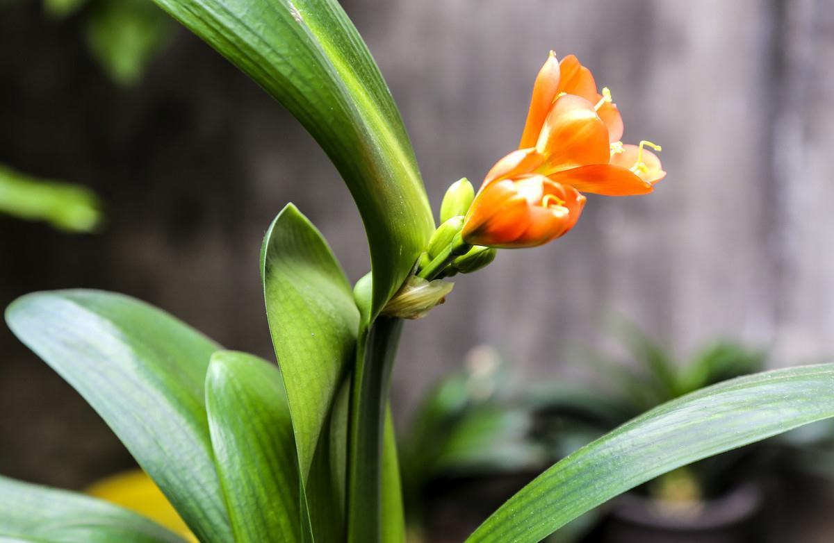 养护|植物也可成为传家宝，这6种高价值植物，你值得拥有