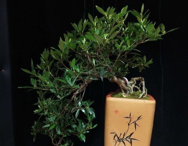 令人惊艳的国内花艺师盆景作品,平时很难见到,值得收藏与分享!