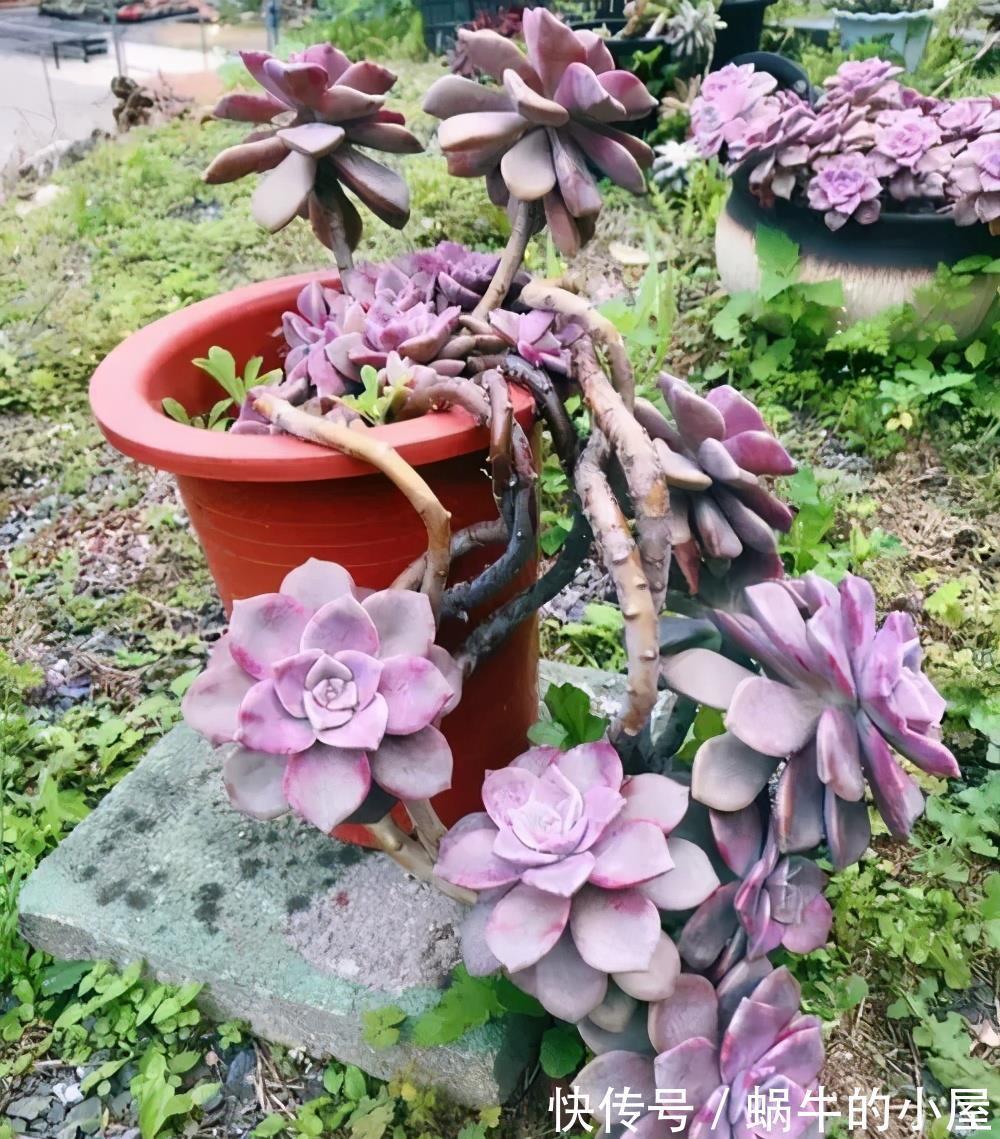 紫色|养多肉紫乐,教你3个小妙招,叶子肥厚上色美,轻松度夏长势旺