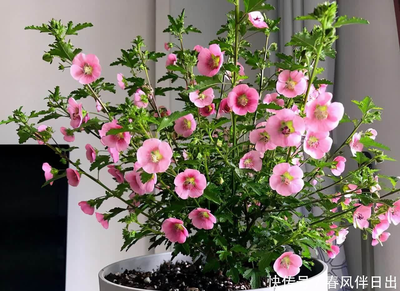 小木槿的“棒棒糖”,3月做好4件事,花比叶子密,灿烂180天