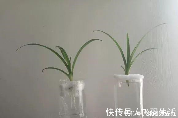 绿萝|这4种花 剪一段枝条丢水里就生根 家中绿意盎然！