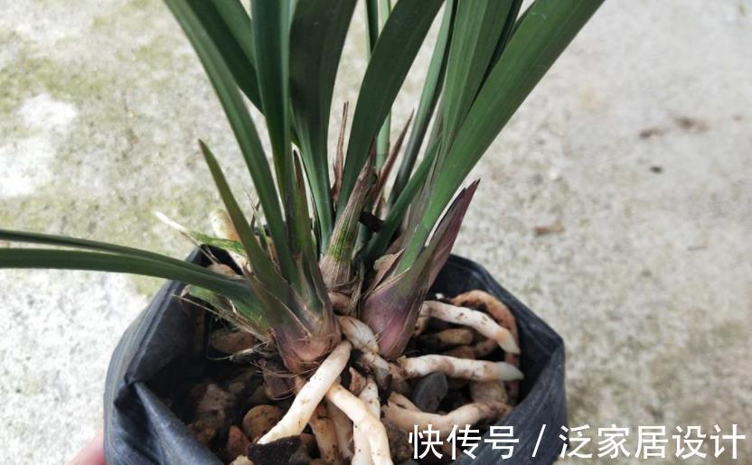 植株|养兰花富山奇蝶，夏秋盆栽嗖嗖开花，花色黄中带有一丝红