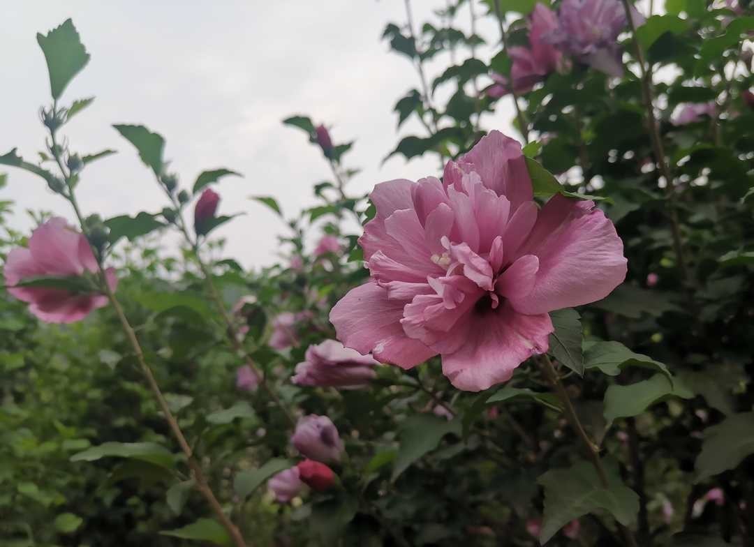 曾国藩:做人低调内敛,交友志趣远大,用劳谦廉约束自己