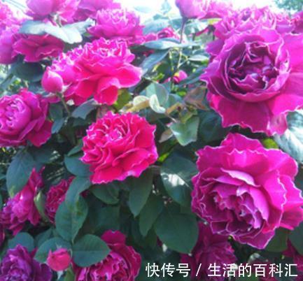 观赏价值|盘点8款经典的藤本月季，长势旺盛开花美，养一株开出花瀑布