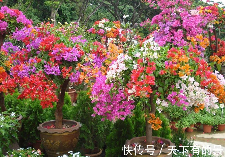 分化|盆栽三角梅该怎么催花?谨记2点,轻松达到目的