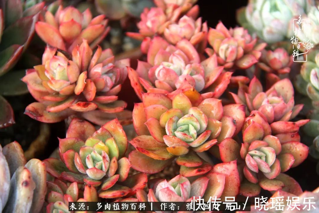 万圣节|养多肉六年,从痴迷到佛系,世事漫随流水,唯有喜爱永恒!