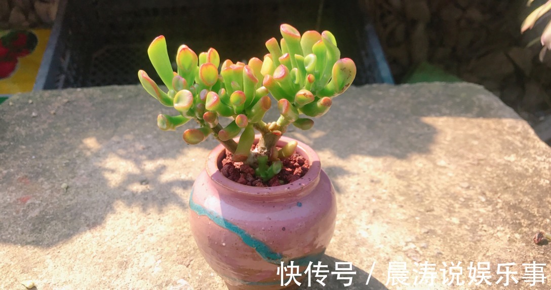 呼声最高的新人盆栽多肉,养殖期间注意此3点才不出问题