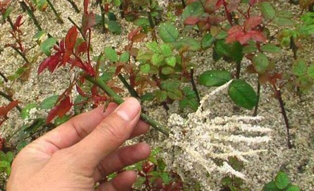 扦插月季学会5种方法，一个“窍门”全能活，小苗“泛滥”，变成月季园