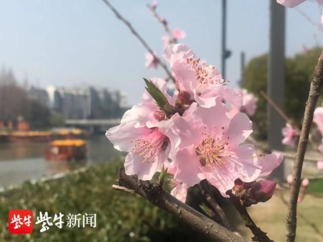 云峰|外秦淮河畔，桃花迎春盛放