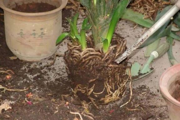 养花该不该换盆,期间又该注意哪些事项?你学会了没?