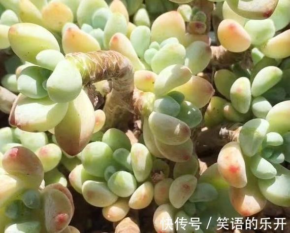 饭石|多肉养的美不美,铺面石的作用很重要,铺与不铺颜值差太多