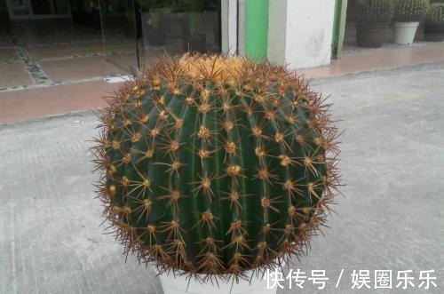 养分|仙人球养得个头可真大,开花硕大又美艳,养护的功夫不能丢!