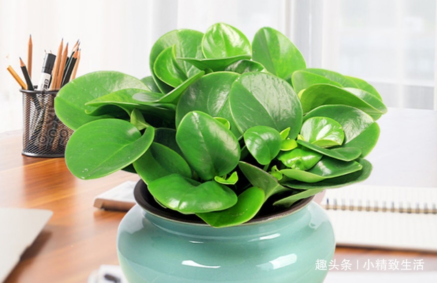 豆瓣绿长高忒难看,4招控制长势,砍上几刀,还能一盆变多盆