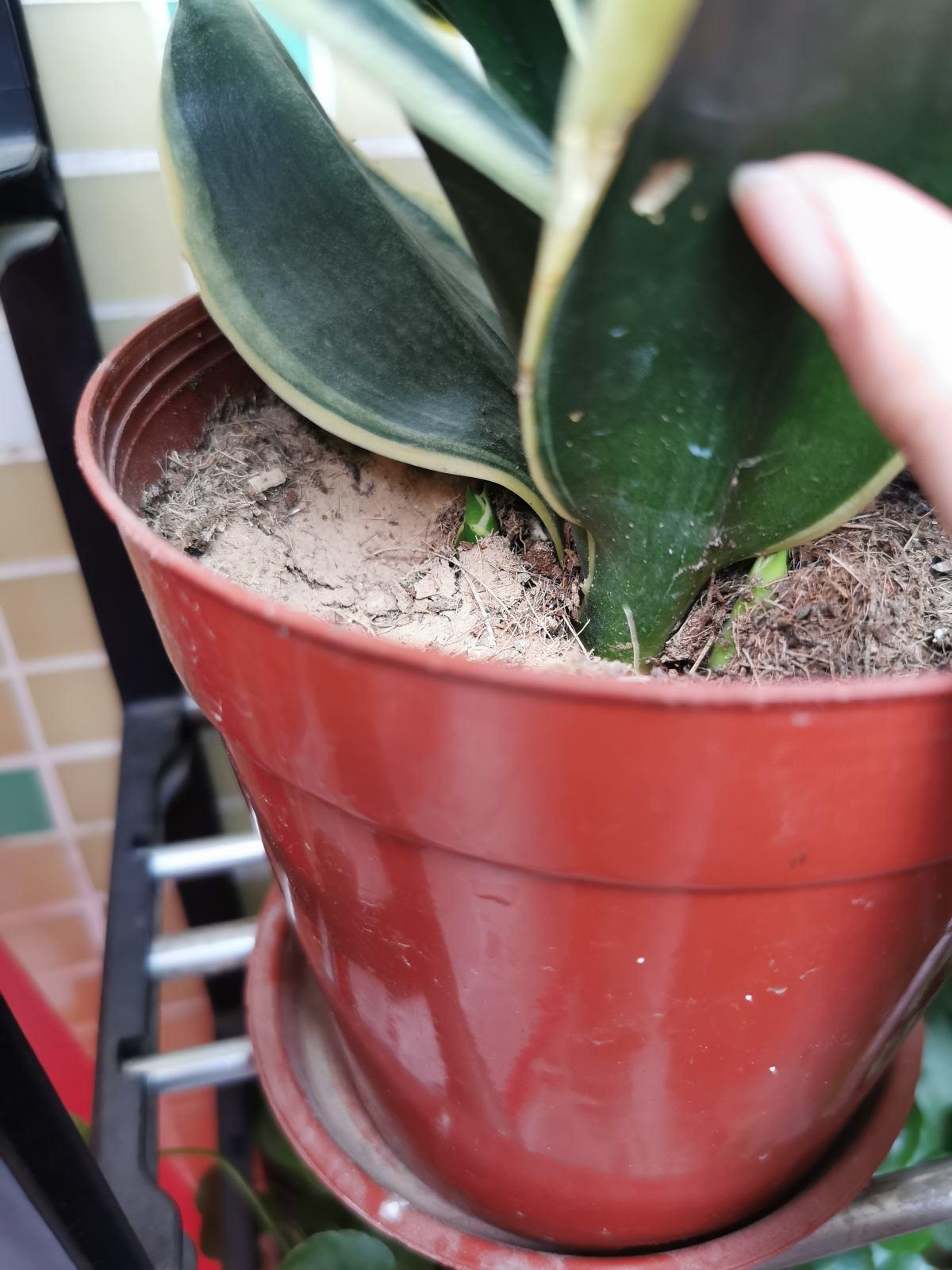 剪片叶子,放土里就能长出一盆,这4种花养到就是赚到!