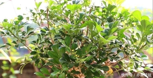 土壤|冬天家里气味难闻,养这4种花吧,仿佛生活在花园里,香气四溢