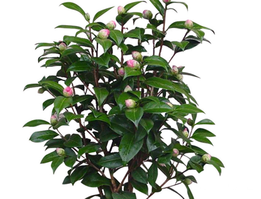 养花不要乱施肥,花卉缺什么看叶就知道,科学施肥才能养好花