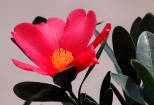 花期最长的茶花，四季茶花怎么养护知道吗？注意几点四季都能开花