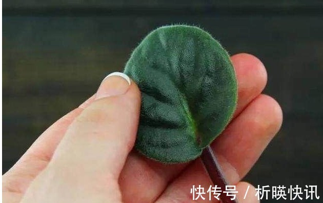 把以下叶子随手插土里,两周长出一盆少见的盆栽,花朵比叶子好看