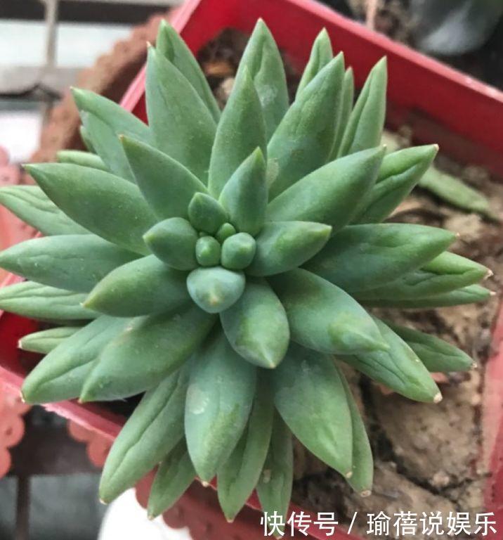多肉叶子皱皱巴巴别光浇水，多半是伤根该换盆了！