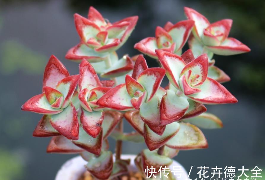 多肉自由女神——秋天入手冬天就美了,上色之后实物比照片还好看