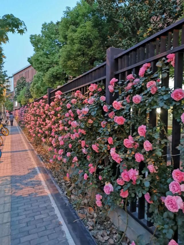 月季|花开成墙！杨浦顺平路上2520株月季正盛开~