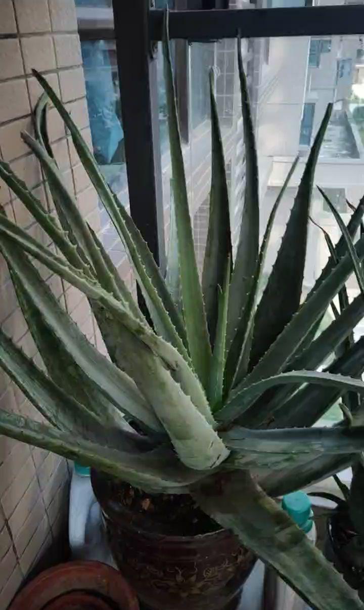 家里养的芦荟,养生还美容,学会浇水长得更壮