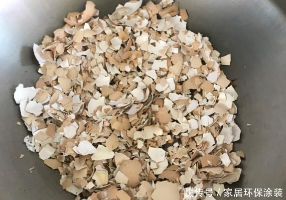 鸡蛋戳个洞,埋盆里1年不用施肥,三角梅疯狂开花