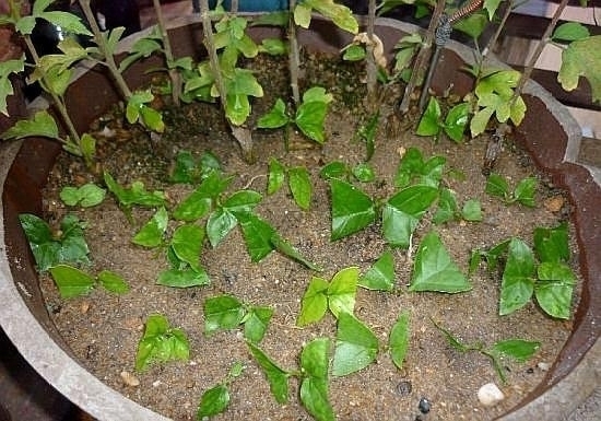 “这”4种花很贵,不要买,偷偷折一根枝,遇土就活,1毛钱不花