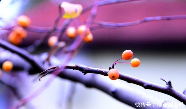 冬日|冬日海棠果!