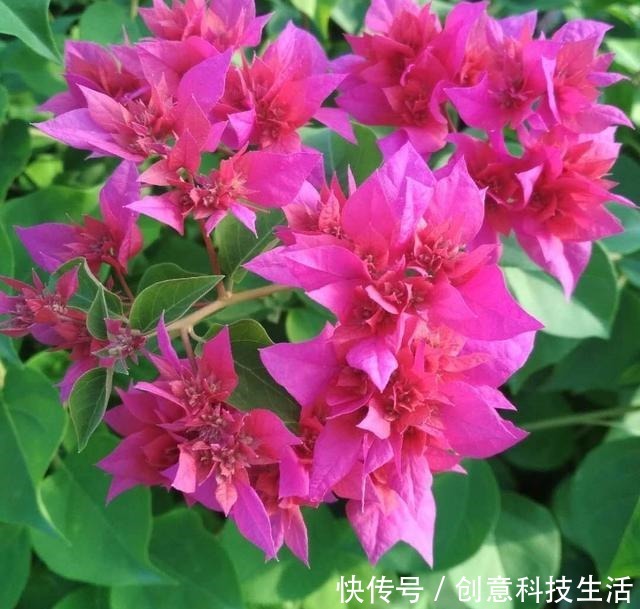 家中养三角梅,做到“1个多2个少”,长成花棚,开花一大片!