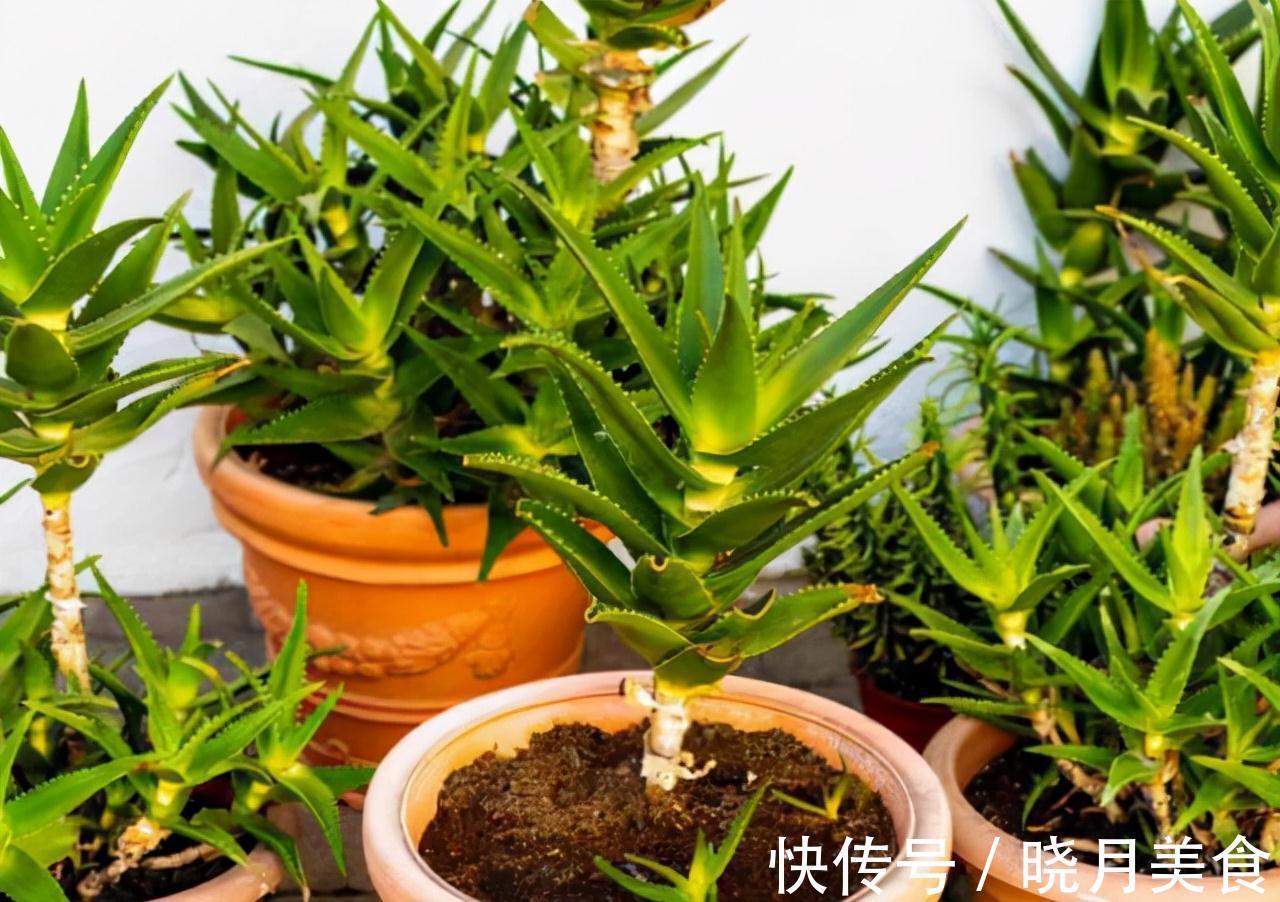 龟背竹|5种“大盆花”适合养客厅,旺家有格调,吉祥好养,易成“老桩”