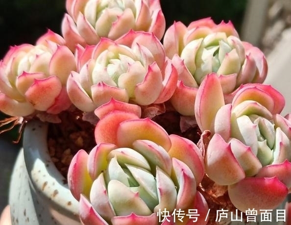 多肉贝瑞越养越好看,一朵朵像包子一样,能不喜欢吗?