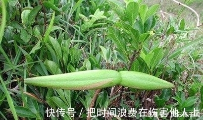 功效|80歲的爺爺，經常吃這幾種野果，它的功效卻一無所知！