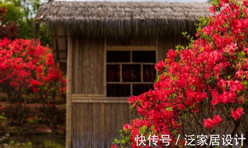 土壤|一款适合家庭盆栽的花卉,比菊花好看,成片栽种则如“映山红”