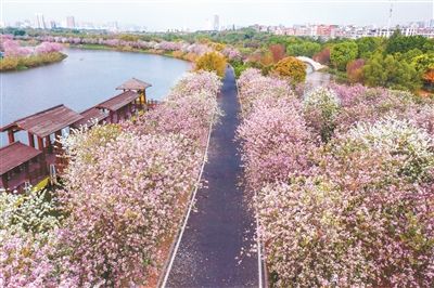 湿地|花海次第开 花路邀你来