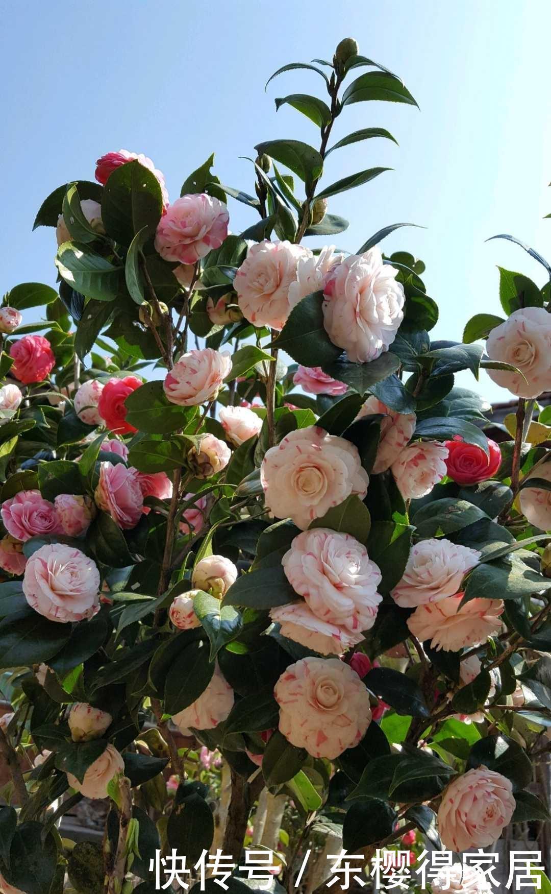 茶花、栀子花、杜鹃花,最爱掉苞黄叶,教你一招解决!