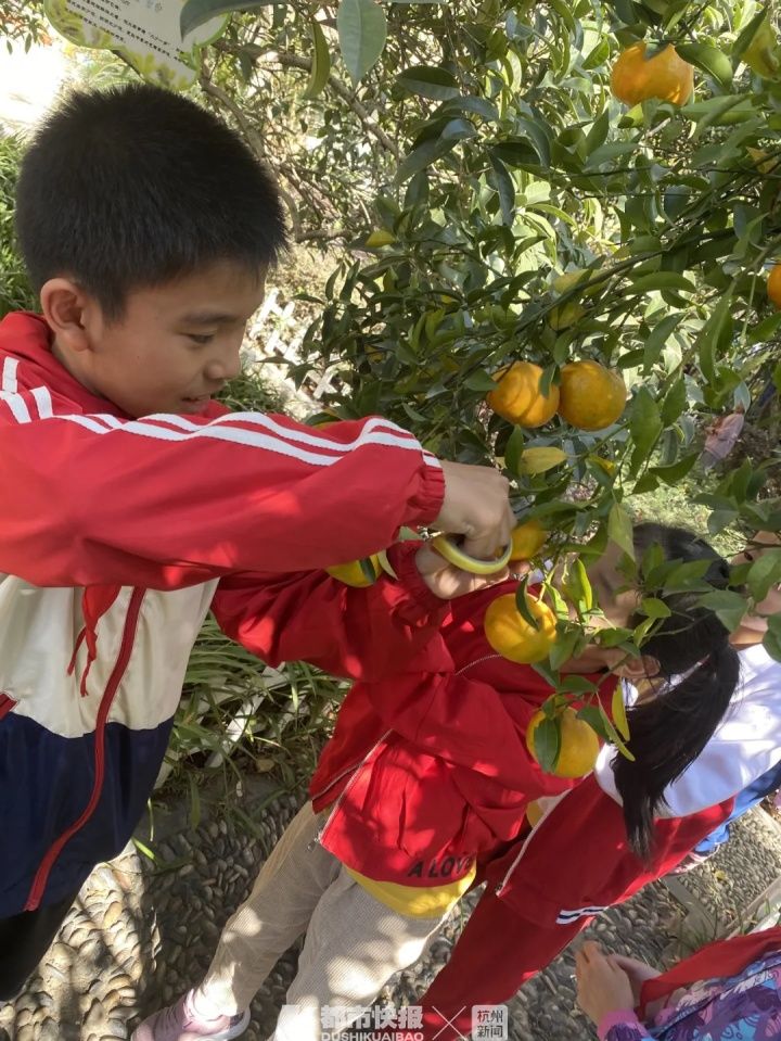 阿姨|校园里成熟的果子送给谁？德胜小学全校大讨论，终于有了答案