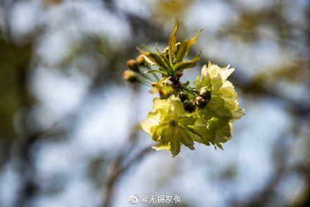 惠山古镇“国宝级”绿樱花开啦