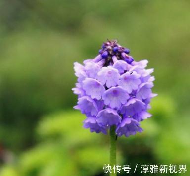 大红花|室内“3种花”一碰水就狂长,天天放厕所,日日都赏“大红花”
