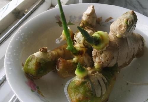 发芽的生姜不吃就盆栽,3个月下崽,秋收多到吃不完