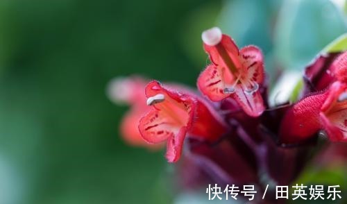 洗衣粉|养花最怕招虫,一旦发现虫卵,这几招立马用,从根本解决病虫害