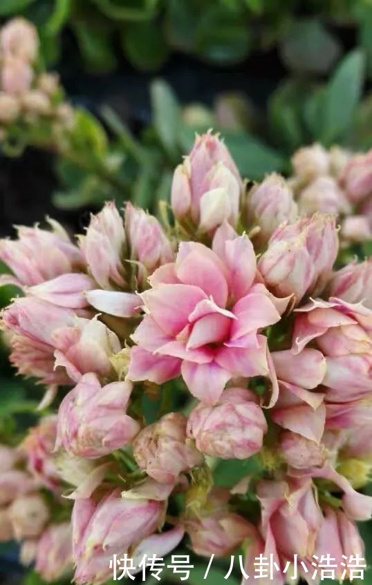 花期|45种长寿花，个个都是高颜值，家里养几盆，美得移不开眼