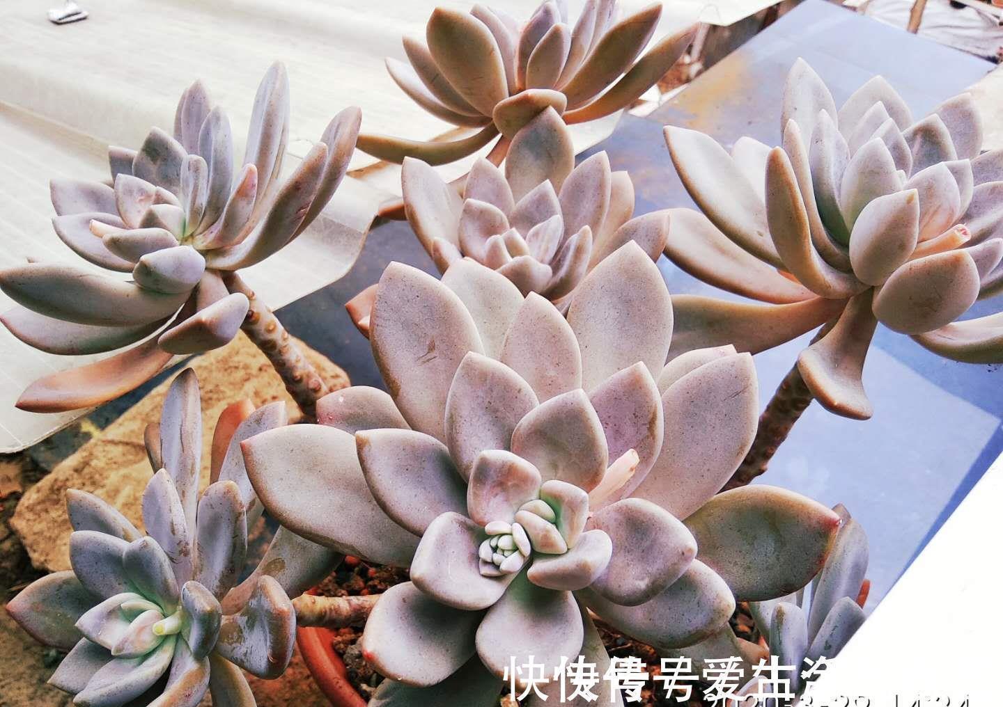 黄金花|养多肉不想买土?试试此8个品种,它们可以说是最不挑土的多肉了